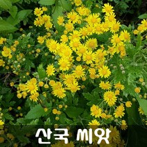 [해피플라워] 산국 씨앗 1g / 봄 가을 파종 들국화 꽃씨