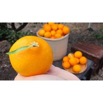당도높은 제주 황금향 일반용 선물용3kg 5kg, 황금향소과5kg