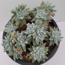 [메카다육]76-1227 화이트그리니(두들레야) 화분포함 다육식물