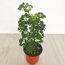 폴리셔스 폴리시아스 키우기쉬운 실내공기정화식물 공기청정식물, 상세페이지 참조, 1개