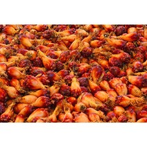 통영멍게 당일조업 국산 깐멍게 1kg 생물, 활멍게1kg