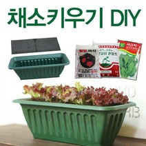 [딜]베란다에서 간편하게~채소키우기! 채소DIY세트, 채소키우기(DIY-중) 시금치