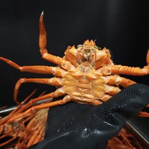 포항 구룡포 연지 홍게 박달 대게 수율 시세 자숙 영덕 주문진 3kg, 연지-A급2kg(5~8마리), 1개