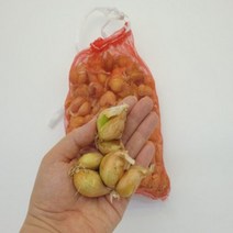 쪽파씨앗 500g 국내산 쪽파 종구 쪽파종자 쪽파 모종 씨 씨앗 키우기 예천쪽파, 1개