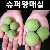 슈퍼왕매실 접목1년(특) 뿌리 1개/나무 묘목/과실수/유실수