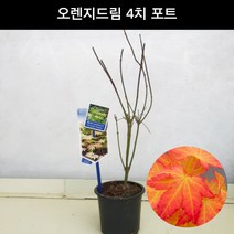 단풍나무 오렌지드림 4치포트 조경수 관상수 정원수 공원수 묘목 화분, 1개