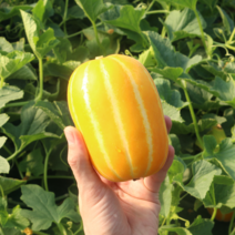 참외 성주참외 꿀참외 성주참외직거래 3kg 5kg 10kg, 성주참외 5kg 특등품