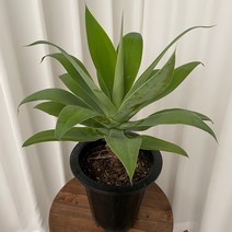 아가베 아테누아타 용설란 온정원 공기정화식물