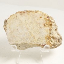 173g 돌산호목 화석 / 반려돌 크리스탈 천연원석 원석쇼핑몰 인테리어소품샵