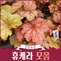 휴케라 모음 포트묘 정원식물 묘목구매 파프리카 레몬슈프림 시트로넬 캔디애플 상하이 포인트식물, 10.베리스무디
