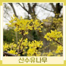 산수유나무 묘목 실생2년생 뿌리 특묘 5개