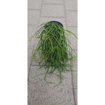 팅커벨 공기정화탁월 립살리스