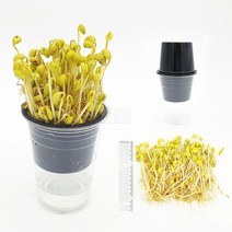 아임사이언스 우리집 콩나물기르기 재배키트 (5인용)