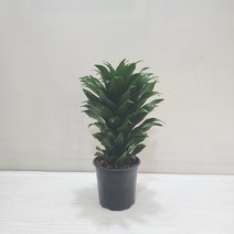 콤펙타 콤팩타 공기정화식물 반려식물, 1개