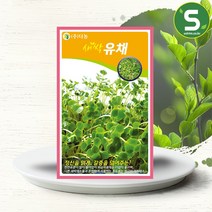 솔림텃밭몰 새싹유채씨앗 30g 새싹유채 새싹채소씨앗 유채씨앗
