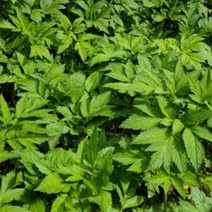 산나물 누리대 누룩치 씨앗 품종 식물 종자 20립 원예작물 정원꾸미기 와송 국산, 본상품선택