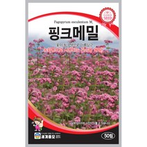 핑크메밀 50립 꽃씨앗 허브씨앗 세계종묘 23년