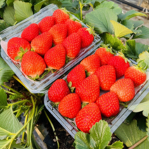 [거창딸기농장] [청년농부] 논산 고당도 생 딸기 설향 당일수확, 딸기 (특품) 1kg 30~40구