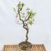 특대품 모과 나무 분재 꽃 묘목 열매 반려 식물 베란다 화분 키우기, 1개