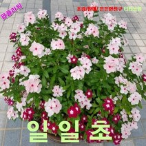 팝플라워 일일초-혼합 씨앗 200립