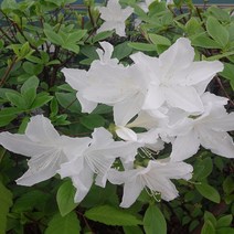 [새싹에서나무까지] 철쭉 (영산홍 자산홍 백철) (키30cm전후) 10주, 백철쭉(흰색)