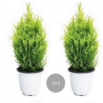 트리앤 1+1 외목대 핫도그율마(모종) /외가지 율마 일반율마 희귀식물 눈꽃율마 모종 아토피예방 특이식물, 04. 1+1 일반율마(중) 1개