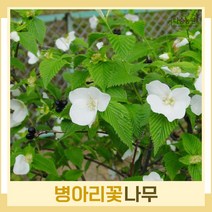 병아리꽃나무 묘목 키80cm(분) 3개