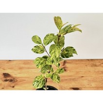 오!플랜트 무늬동백 백호1 무늬동백나무, 1개