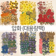 편지쓰는날 압화꽃모음, 10.1330-로즈(  대)