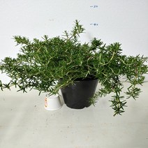 <성심꽃농원> 크리핑 로즈마리” class=”wr-img”></a></div>
</div>
</div>
</div>
<div class=