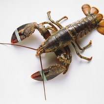 랍스터 자숙 대왕 활 크레이피쉬 스파이니 캐나다 랍스터구이 회 500g~4.8kg, 생물 활 랍스터, 1.6~1.7kg