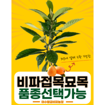 비파나무 접목 1년생 미황 대방 진왕 총7가지품종 종자업 등록업체 확실한 품종관리, 전중