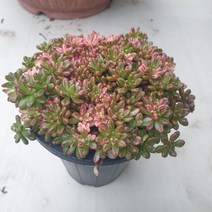 [수암다육] 소인제금 랜덤발송 Aeonium sedifolium f. variegata 랜덤발송 다육 다육이 다육식물 076