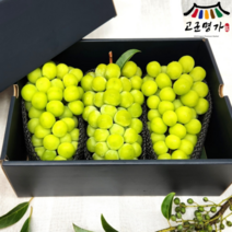 고군명가 프리미엄 샤인머스켓 선물세트 2kg - 3수