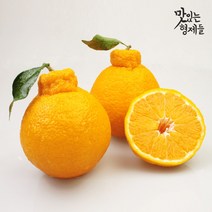 맛있는형제들 제주 한라봉 3kg 5kg 10kg 가정용 명품 선물 세트, 선물용, 3kg 중과 (10-16과 내외)