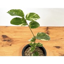 오!플랜트 무늬동백 유원1 무늬동백나무, 1개