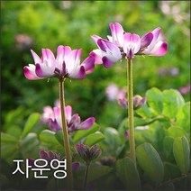 코리아팜 자운영500g