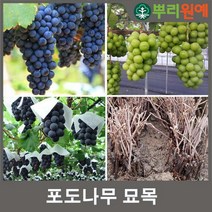 포도 나무 묘목 MBA 머루포도 나무 묘목
