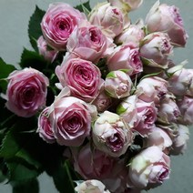 장미 - 슈퍼센세이션(스프레이) / 고속터미널꽃시장 꽃도매 서리풀플라워