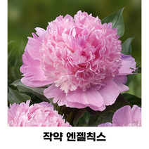 순희농장 백합 튤립구근 수선화 히야신스구근 꽃무릇 상사화, 수입작약구근엔젤칙스-1개