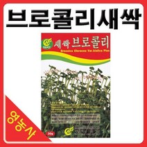 새싹브로콜리씨앗- 브로콜리싹 브로콜리씨앗 새싹채소 새싹씨앗 학습용 실험용 사계절 재배가능, 새싹배추