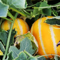 [산지직송] 소미네 성주꿀참외 아삭달콤 싱싱한 참외만 엄선, 1box, 04.참외 2kg 중과(6과내외)