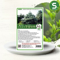 솔림텃밭몰 수목종자 구상나무씨앗 15g 구상나무종자 산림 조경, 단품