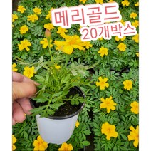 메리골드-금잔화-20개박스/아침이슬 머금은 메리골드꽃