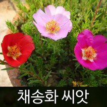 채송화씨앗 채송화 씨앗 ( rose moss seed 2000알 )