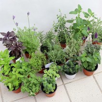 허브 모종 키우기 로즈마리 바질 라벤더 식용식물 마이플랜트, 05.레몬밤