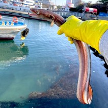 통영 대 바다장어 1kg 2-3마리 활 붕장어 구이 아나고, 프리미엄 대 바다장어 1kg + 소스2종 + 뼈/머리
