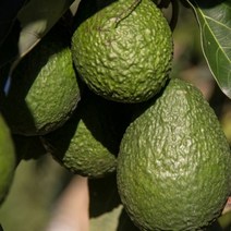 고씨네 특급 아보카도1.7KG 아보카도오일 아보카토, 특급 아보카도 1.7kg