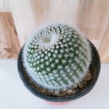 인플랜츠팜 백소정 선인장 공기정화식물 반려식물 플랜테리어
