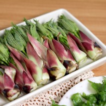 지리산 햇 엄나무순 개두릅 음나무순 엉게, 특상품 1kg
